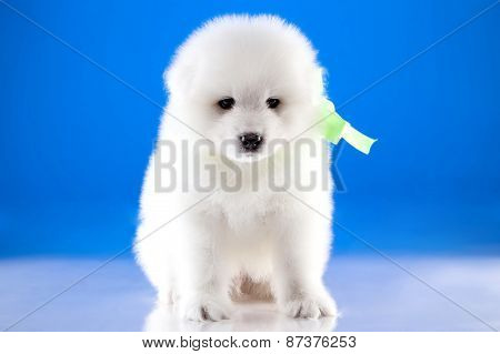 Photo Of Puppy Samoyed Breed