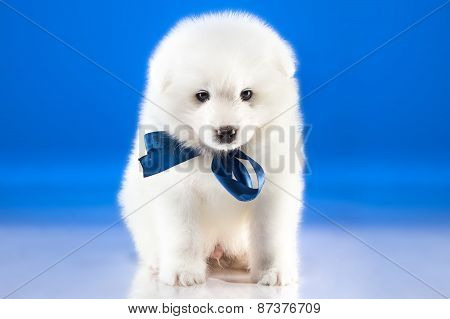 Image Of Cute Puppy Samoyed Breed