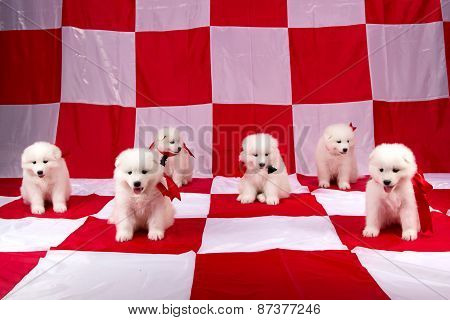 Photo Of Cute Puppies Samoyed Breed