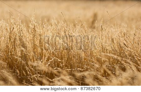 Golden summer grass gackground.