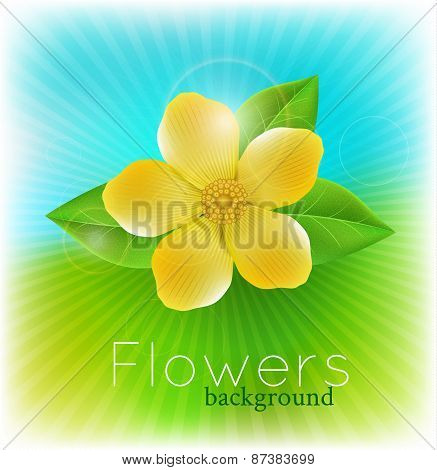 floral  background