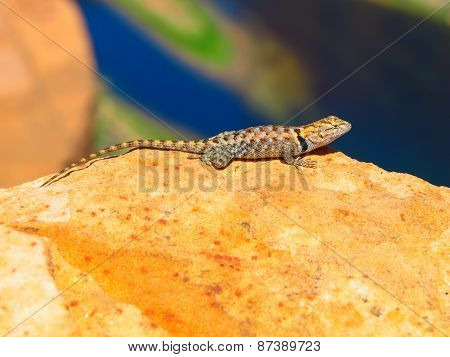 Sagebrush lizard on the rock