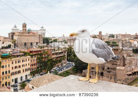 Cityscape from  height, roofs of red tiles