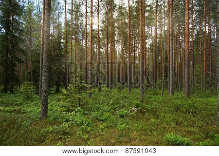 the pine forest, the rays of the Sun penetrate between branches