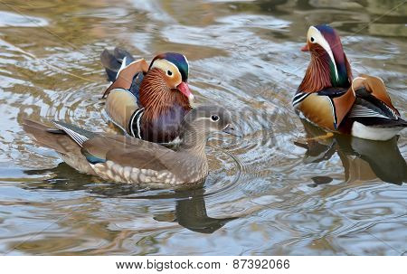 Duck swimming, Male and female mandarin duck