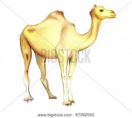 One-humped camel on a white background