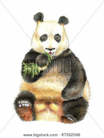 The giant Panda chewing bamboo.