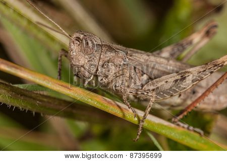 Gray grasshoper macro