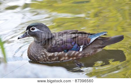 Duck swimming