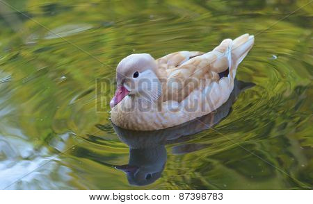 Duck swimming, Female mandarin duck