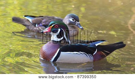 Duck swimming, Male wood duck