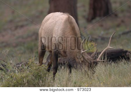 Elk Buck
