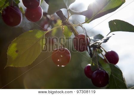 Cherries in the rain