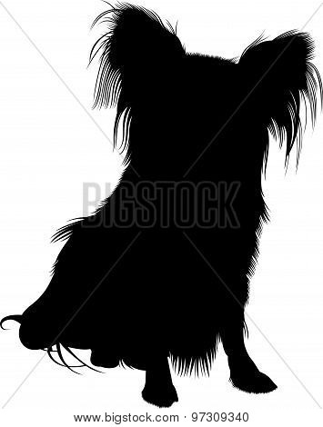 Papillon dog