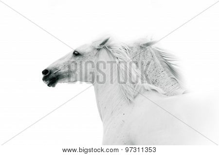 White Horses