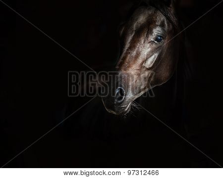 Black Arabian Horse