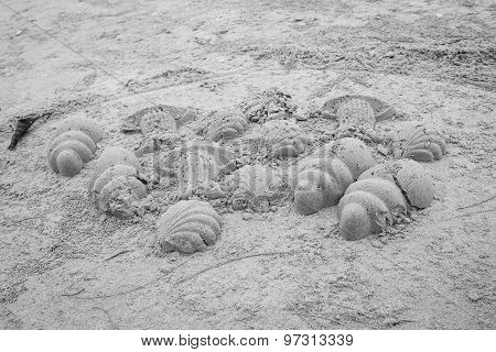 Seasheel Sand
