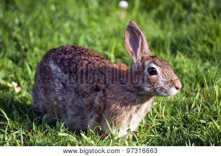 Rabbit in grass