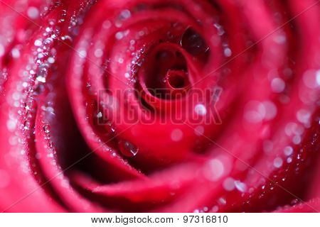 Large Flower Roses. Red Rose. Close-up. Blurring Background.