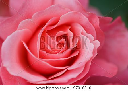 Large Flower Roses. Pink Rose. Close-up. Blurring Background.