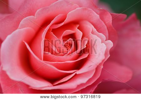 Large Flower Roses. Pink Rose. Close-up. Blurring Background.