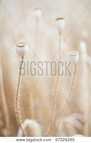 Wheal and papaver dry with insect in yellow field