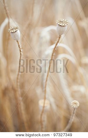 Wheal and papaver dry with insect in yellow field