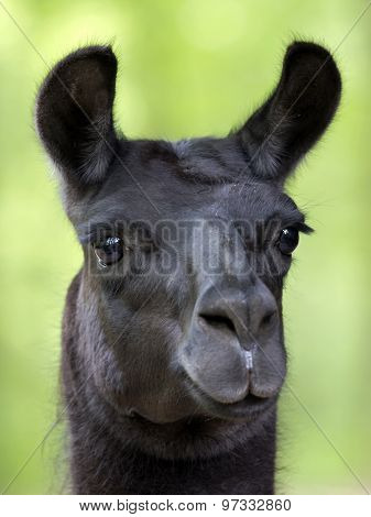 Lama