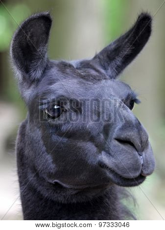 Lama