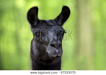 Lama