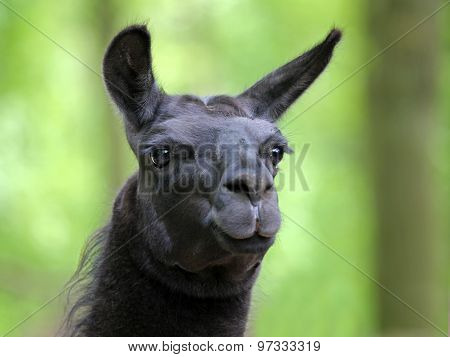 Lama