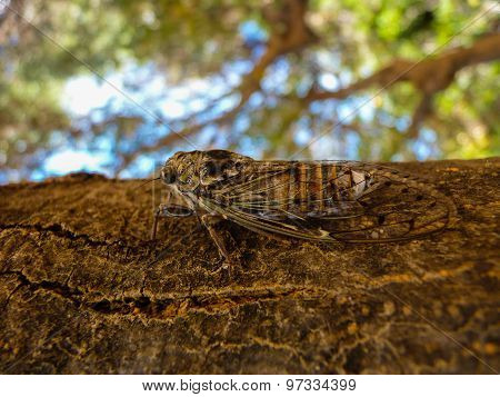Cicada