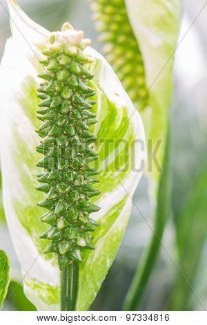Close up Beautiful Flowers Spathiphyllum on leaves background