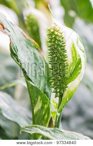 Close up Beautiful Flowers Spathiphyllum on leaves background
