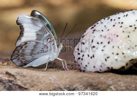 Redspot Duke Butterfly (euthalia Evelina) Is Sucking Food