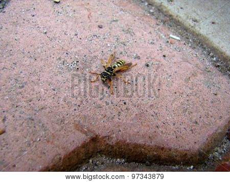 Wasps