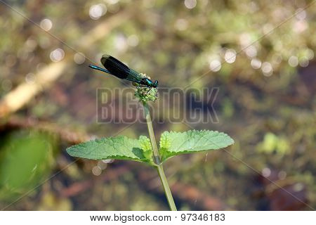 Calopterygidae