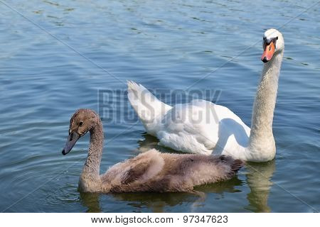 Swan with baby