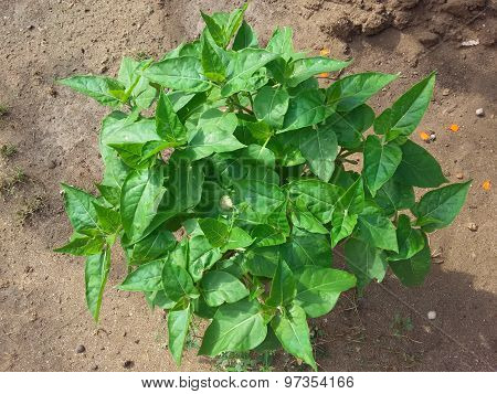 Bush with green leaves