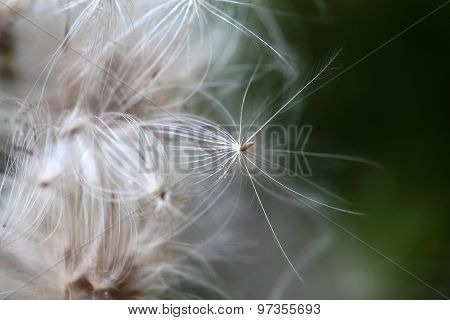 Thistle Seed