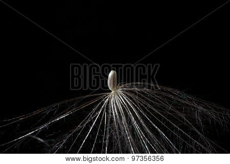 Thistle Seed