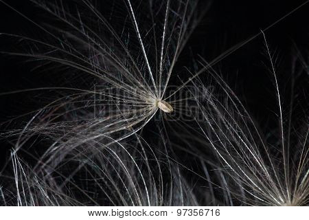 Thistle Seed