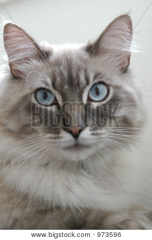 Ali Kitty 