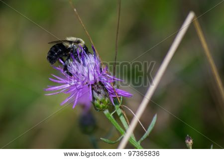 Bee Flower Nectar
