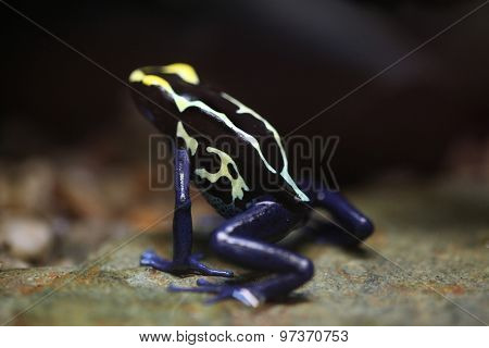 Dyeing dart frog (Dendrobates tinctorius), also known as the dyeing poison frog. Wildlife animal. 