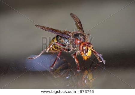 WASP