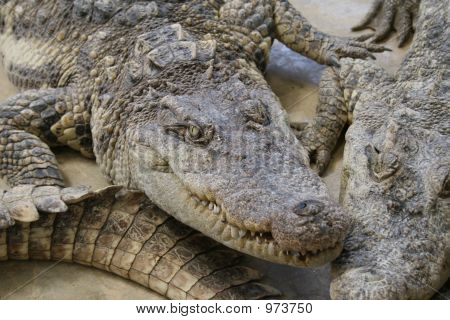 Krokodile ganz über dem Platz