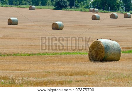 Wheat Field