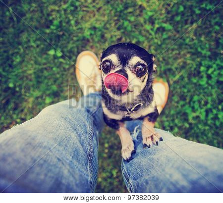  a cute chihuahua begging to be picked up in a backyard or park lawn with super green grass during summer time toned with a retro vintage instagram filter app or action effect