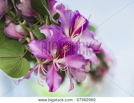 Flowering Branch Of Bauhinia, Flower Bauhinia Closeup